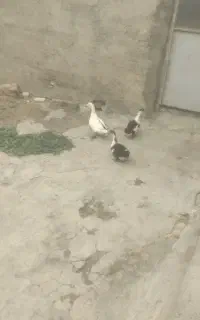 فروش اردک