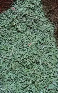 آویشن پهن
