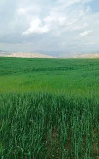 بذر گندم قابوس در پلدختر