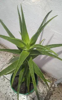 گل بزرگ