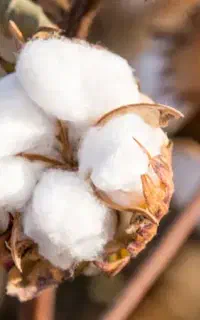 پنبه زنی با دستگاه