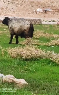 گم شده دو راس بره