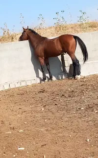 اسب