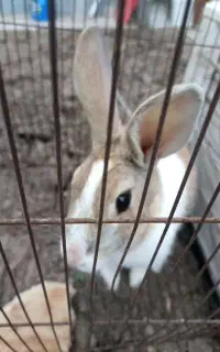 خرگوش خانگی