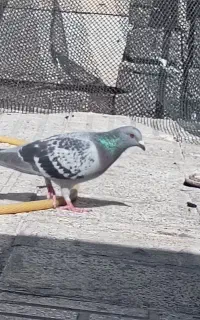 ماده پلاکی
