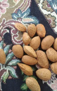 گردوبادام