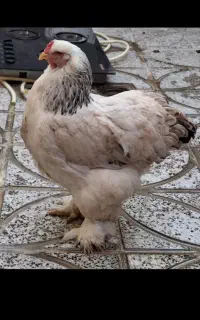 مرغ وجوجه برهما لایت