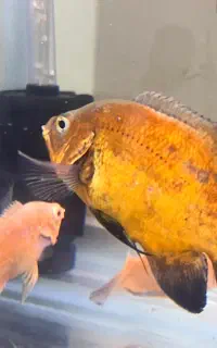 ماهی اکواریوم اسکار مسی