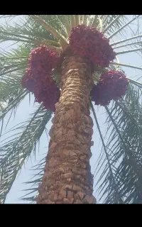 خرمایی