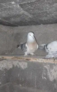 کبوتر گوگ