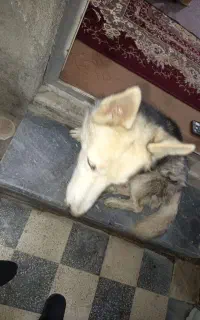 هاپو پیدا شده
