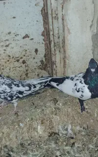 فروش ۵ عدد کبوتر نقش طوقی و سرور