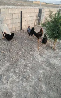 خروس