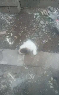 سگ‌پاکوتاه