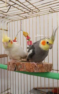عروس هلندی مولد با قفس و تجهیزات