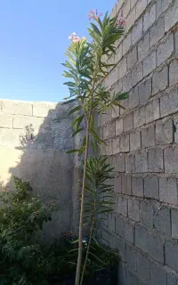 گل ژاله طبیعی