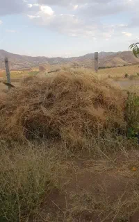 گیاه آماده برای خرمنکوب