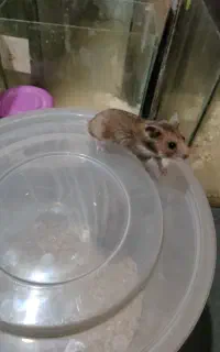 همستر سنجابی نر