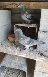 پلاکی جفت