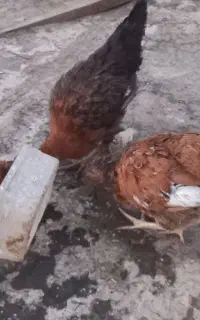 مرغ ۶ ماهه محلی