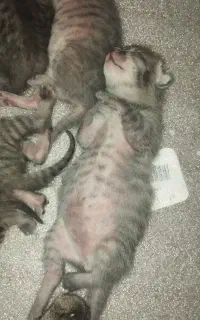 بچه گربه تپلو ناناز