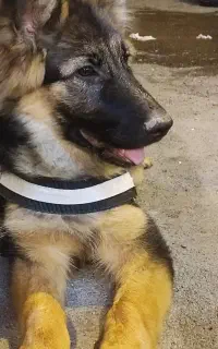 سگ ژرمن