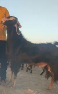 دوبر پازن. بز میش