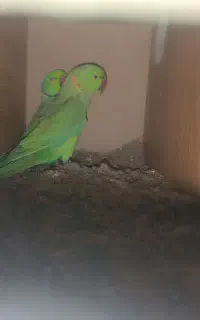 طوطی ملنگو
