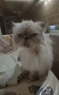 گربه گمشده