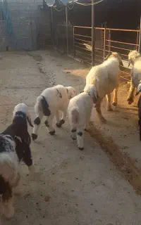 میش دوقلو