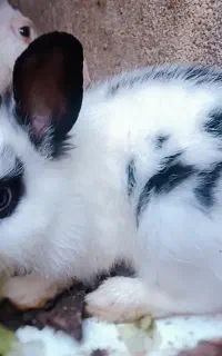 بچه خرگوش لوپ