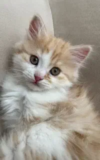 واگذاری گربه