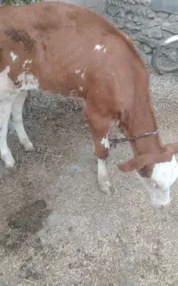 گوساله ۴ماهه
