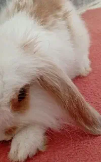 خرگوش