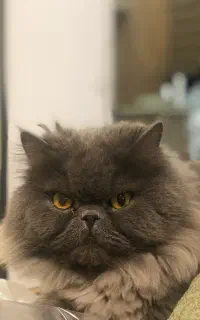 گربه واگذاری پرشین