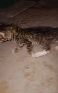 بچه گربه واگذاری رایگان