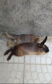 خرگوش
