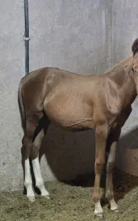 اسب