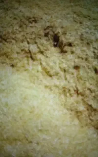 کاه دانه سیاه (قارا دنه)
