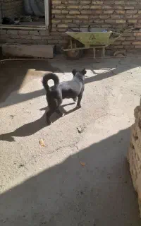 سگ  پاکوتاه