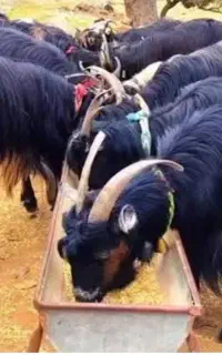 فروش گوسفند