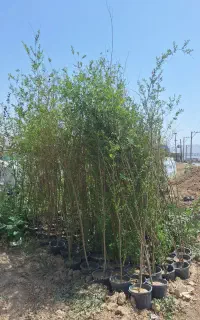 نهال انار مخصوص کم آبی خاک شور اسیدی