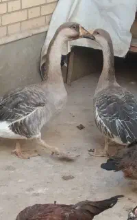 جفت قوغاز نروماده