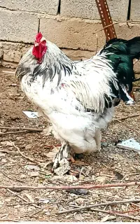 برهما