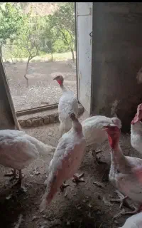 بوقلمون کاملا ارگانیک و سالم۳-۴ماهه