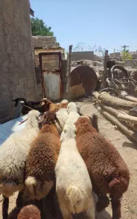 گوسفند بره داشتی نژاد دار
