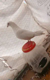 کبوتر دم زرد