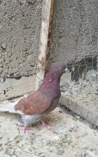 کبوتر پرشی بی نظیر