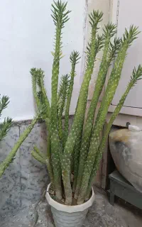 کاکتوس سیلندریکا معاوضه