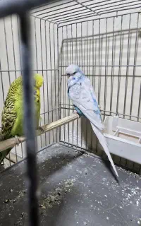 مرغ عشق انگلیسی اورجینال